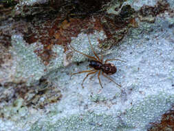 Image of Pachygnatha listeri Sundevall 1830