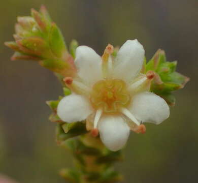 Image of Diosma sabulosa I. Williams