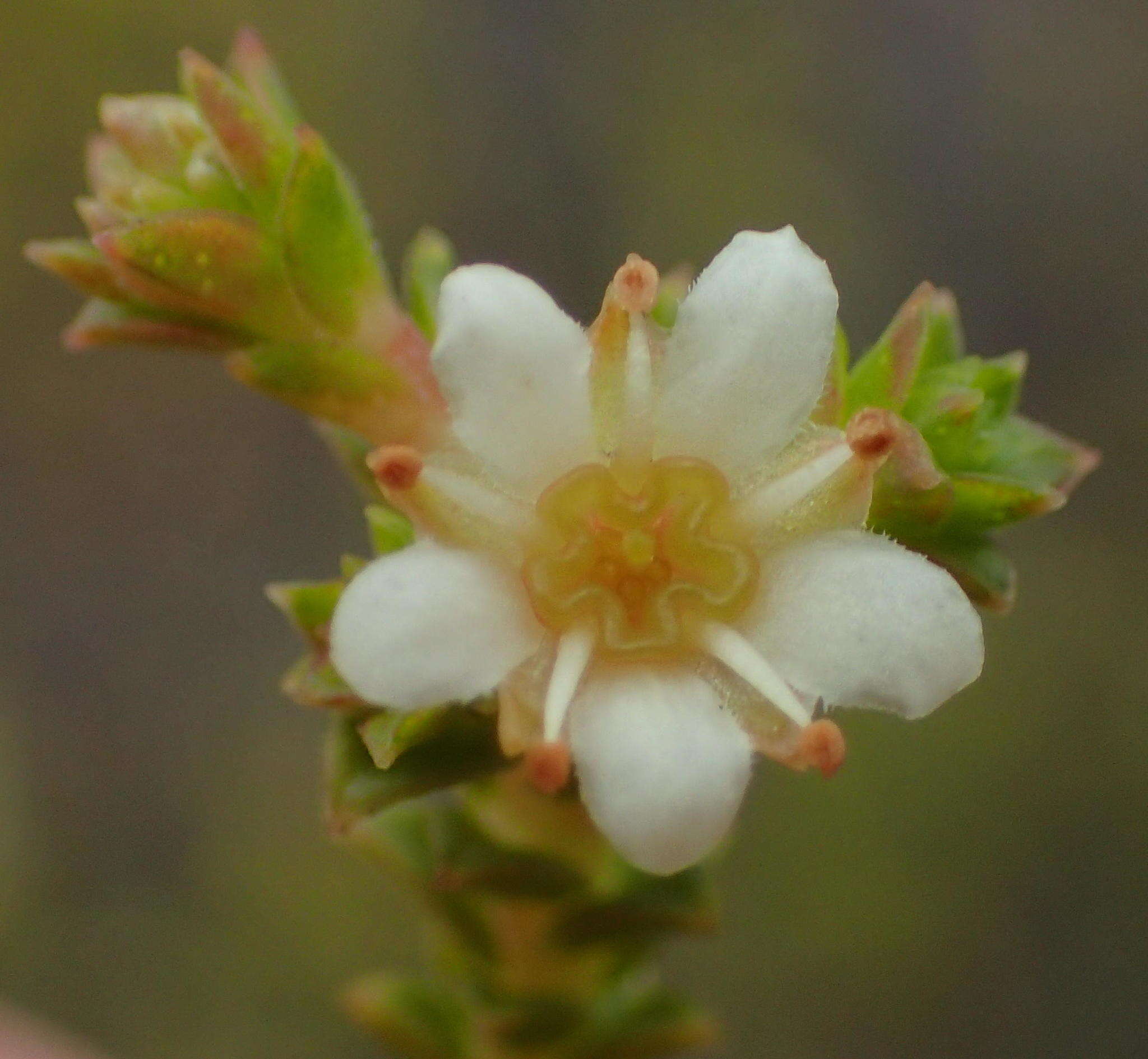 Image of Diosma sabulosa I. Williams