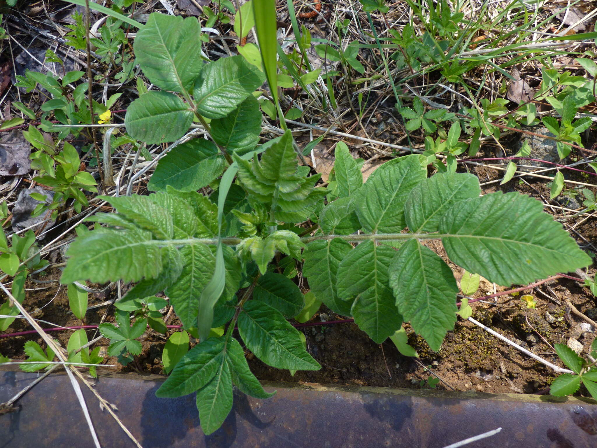 Image of Michaux's sumac