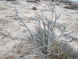 Image of Euphorbia ceroderma I. M. Johnst.