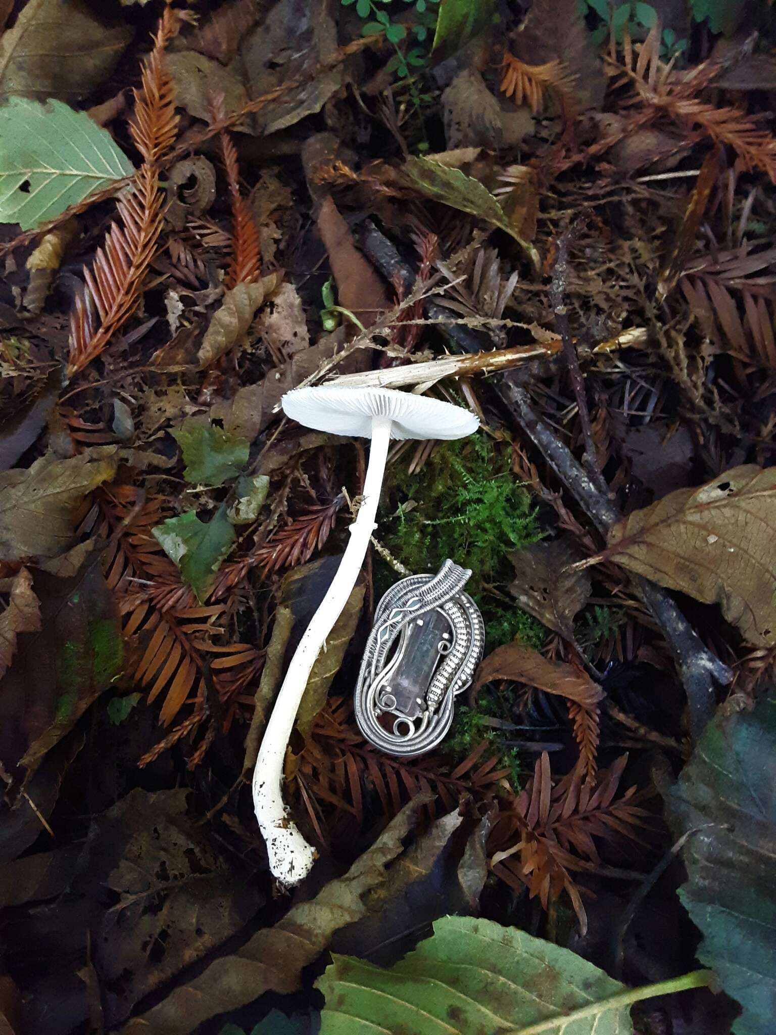 Image of Lepiota sequoiarum Murrill 1912