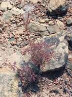 Image of Pelargonium aridum R. A. Dyer