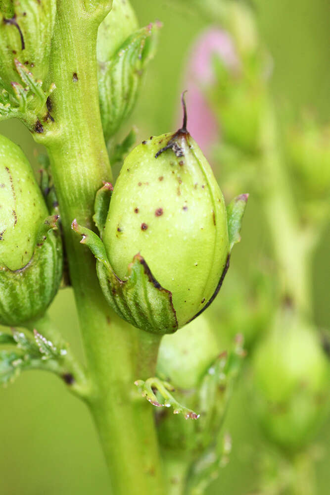 Слика од Pedicularis grandiflora Fisch.