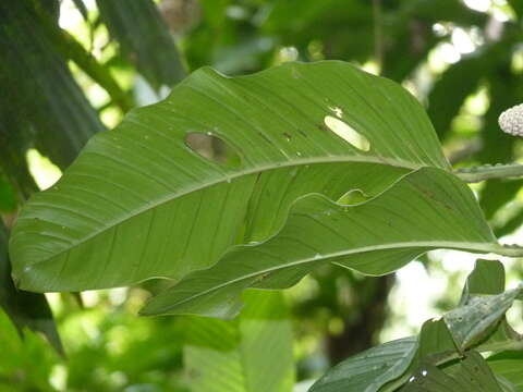 Image of Monstera costaricensis (Engl. & K. Krause) Croat & Grayum