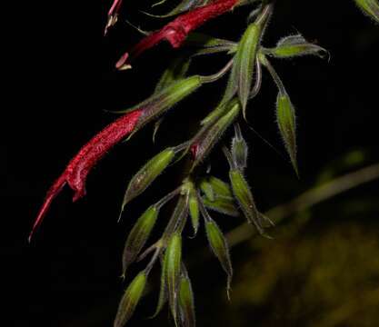 Imagem de Salvia longistyla Benth.