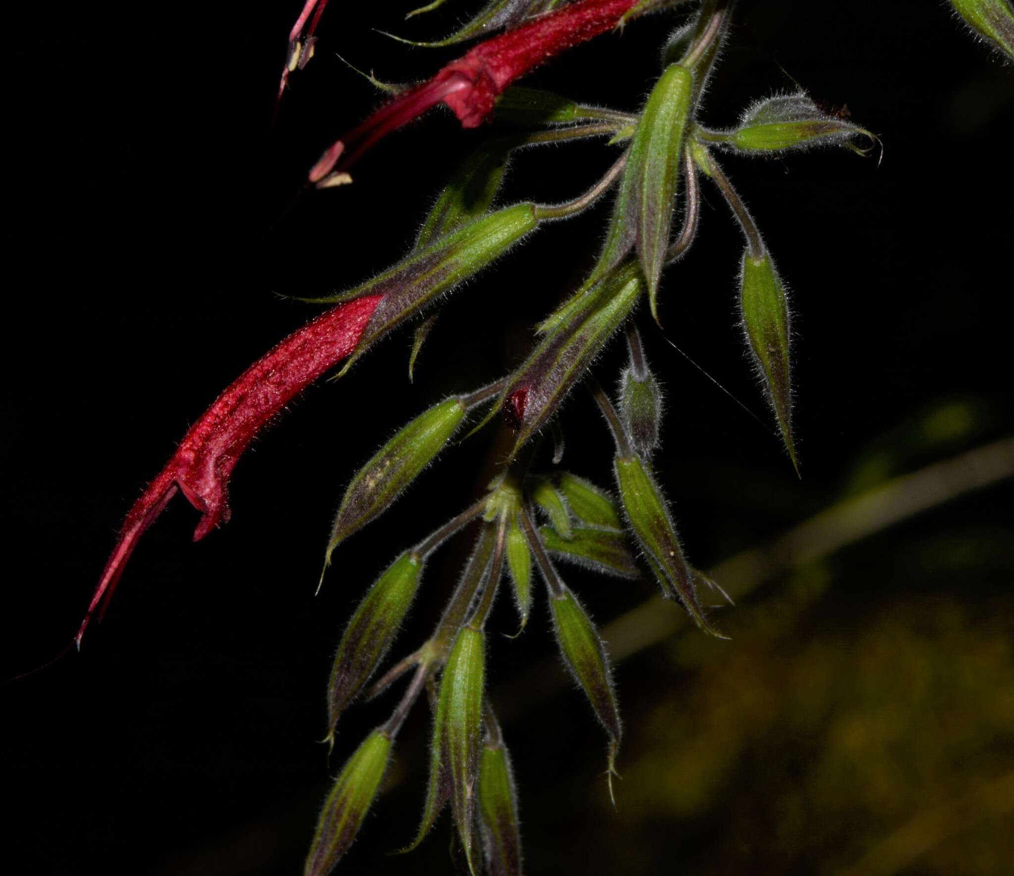 Image of Mexican sage