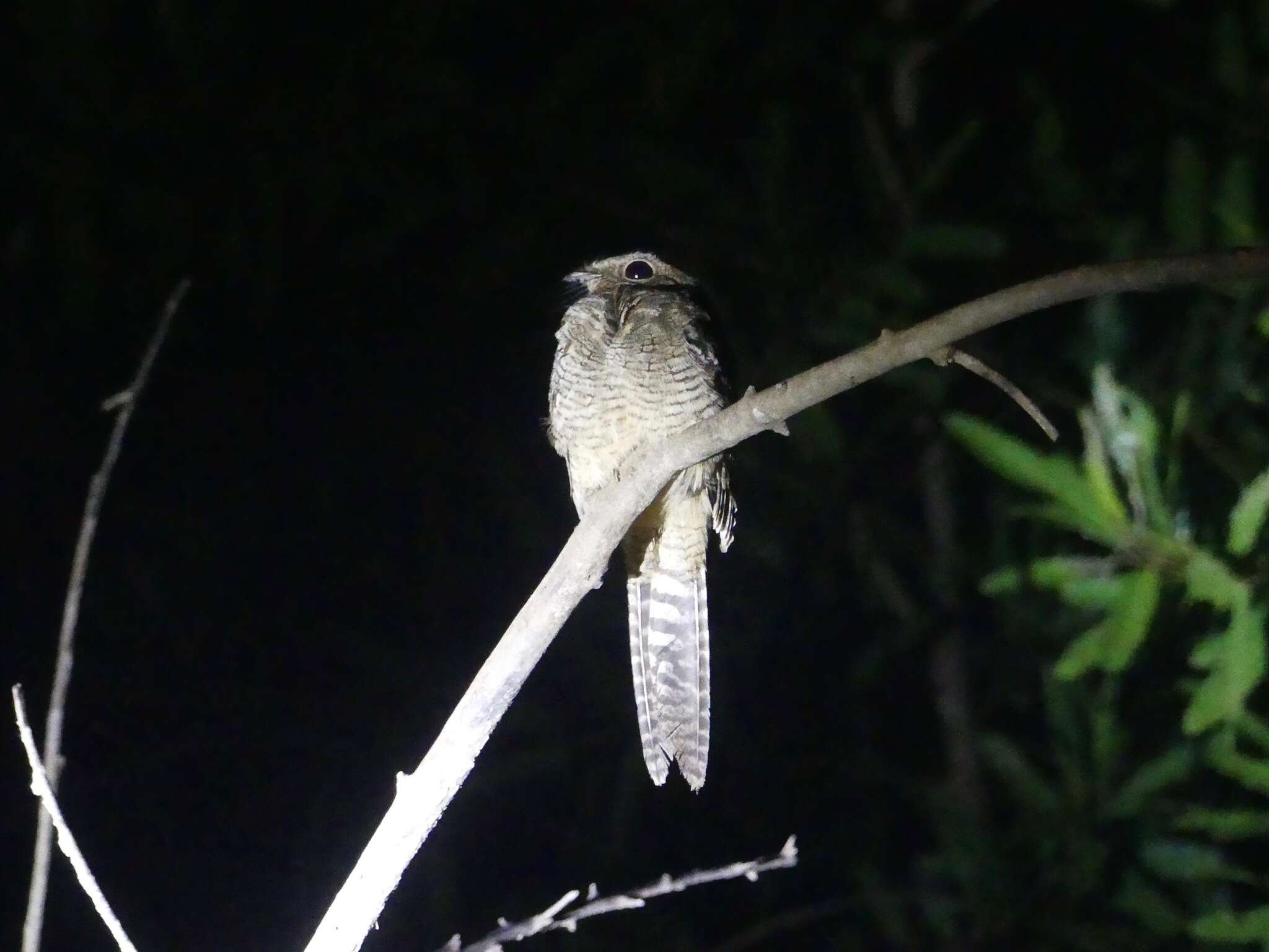 Image of Ladder-tailed Nightjar