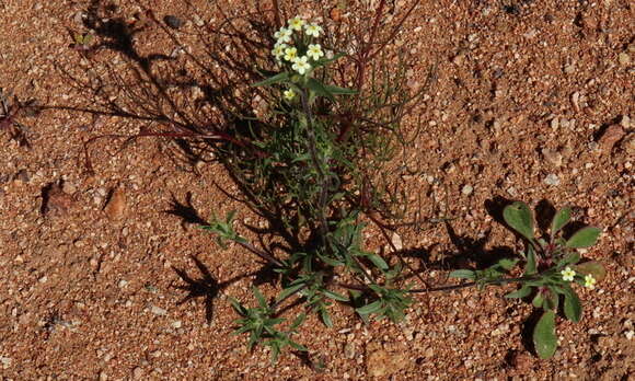 Image of Zaluzianskya benthamiana Walp.