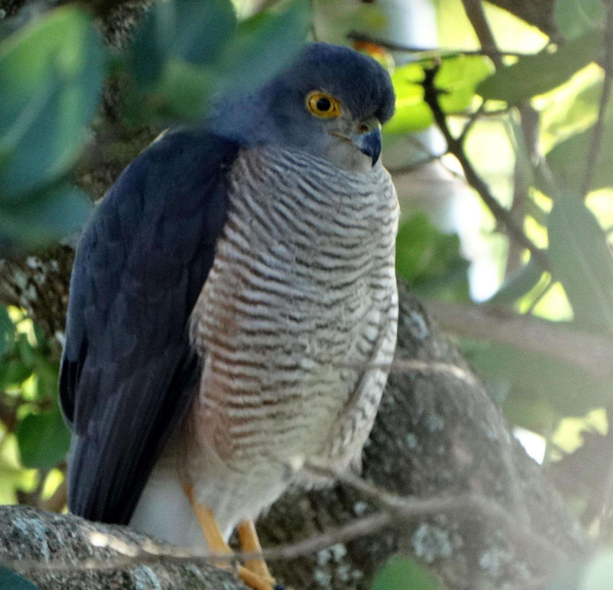 Accipiter tachiro sparsimfasciatus (Reichenow 1895)的圖片