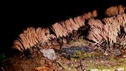 Image of Stemonitis splendens