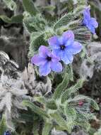 Image of strigose alkanet
