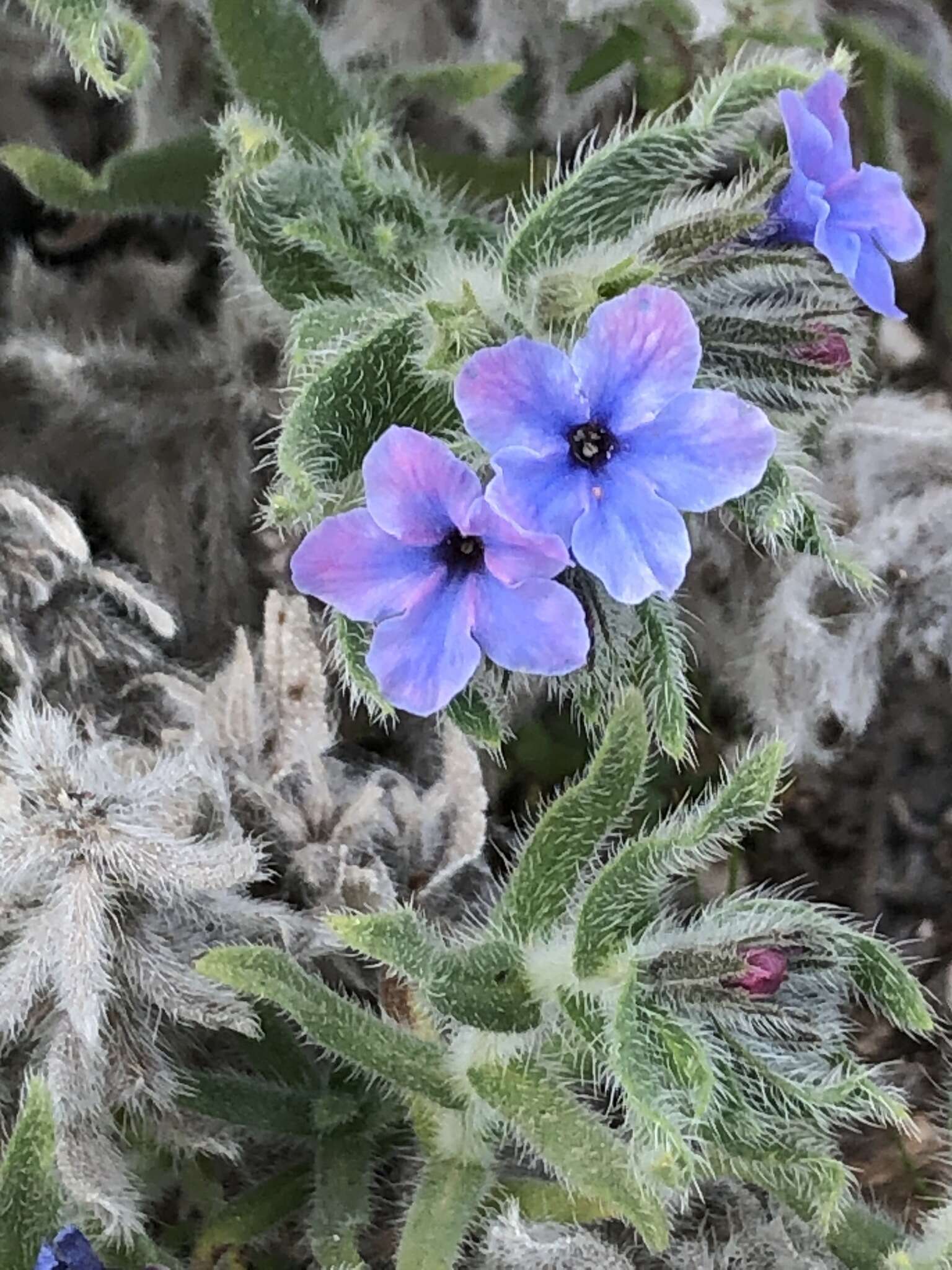 Image of strigose alkanet