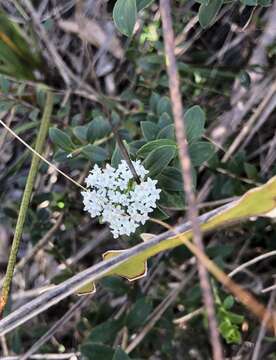 Image of Platysace lanceolata (Labill.) Druce