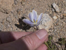 Anemone drummondii S. Wats. resmi