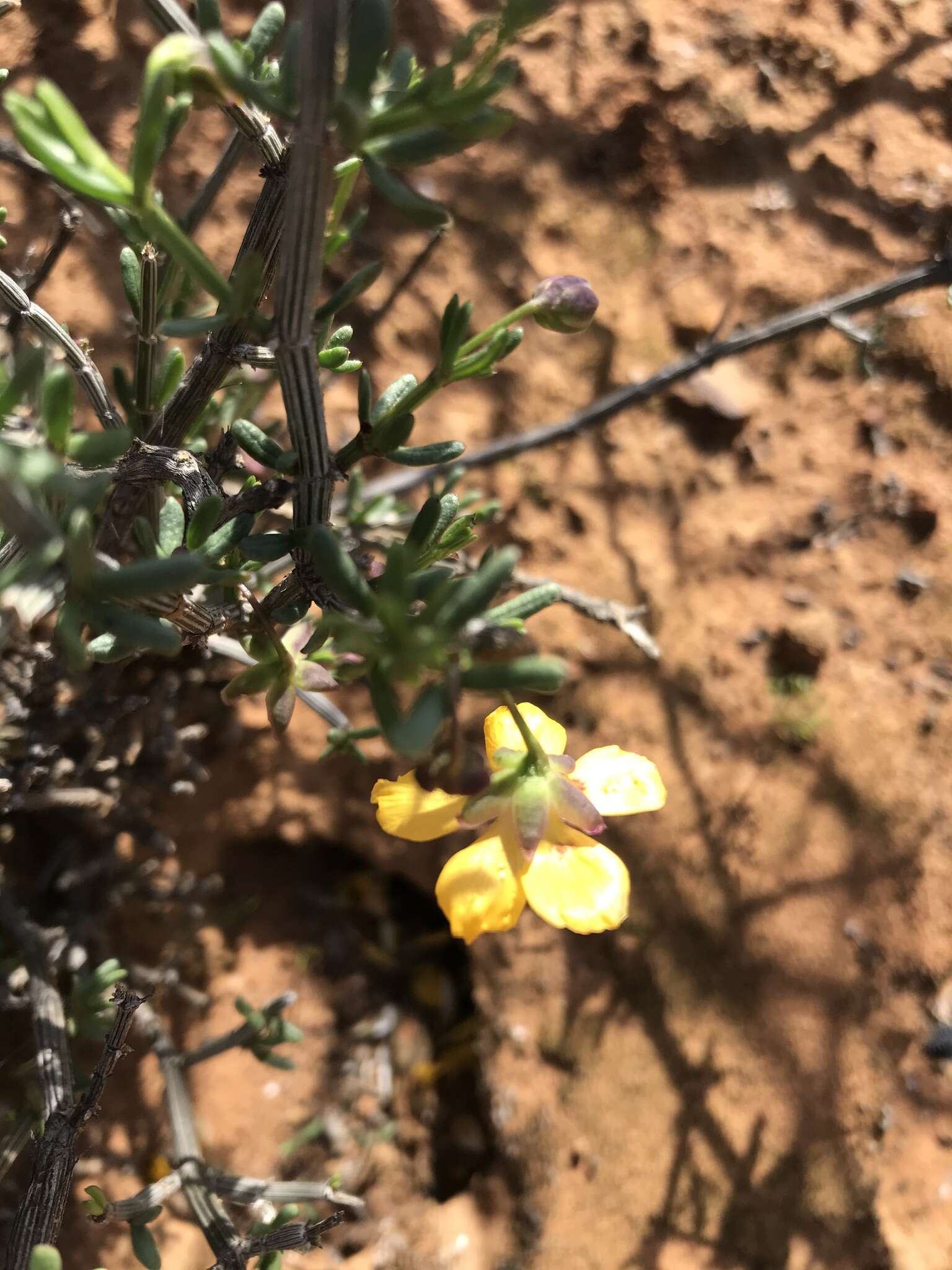 Image of Roepera maculata (Ait.) Beier & Thulin