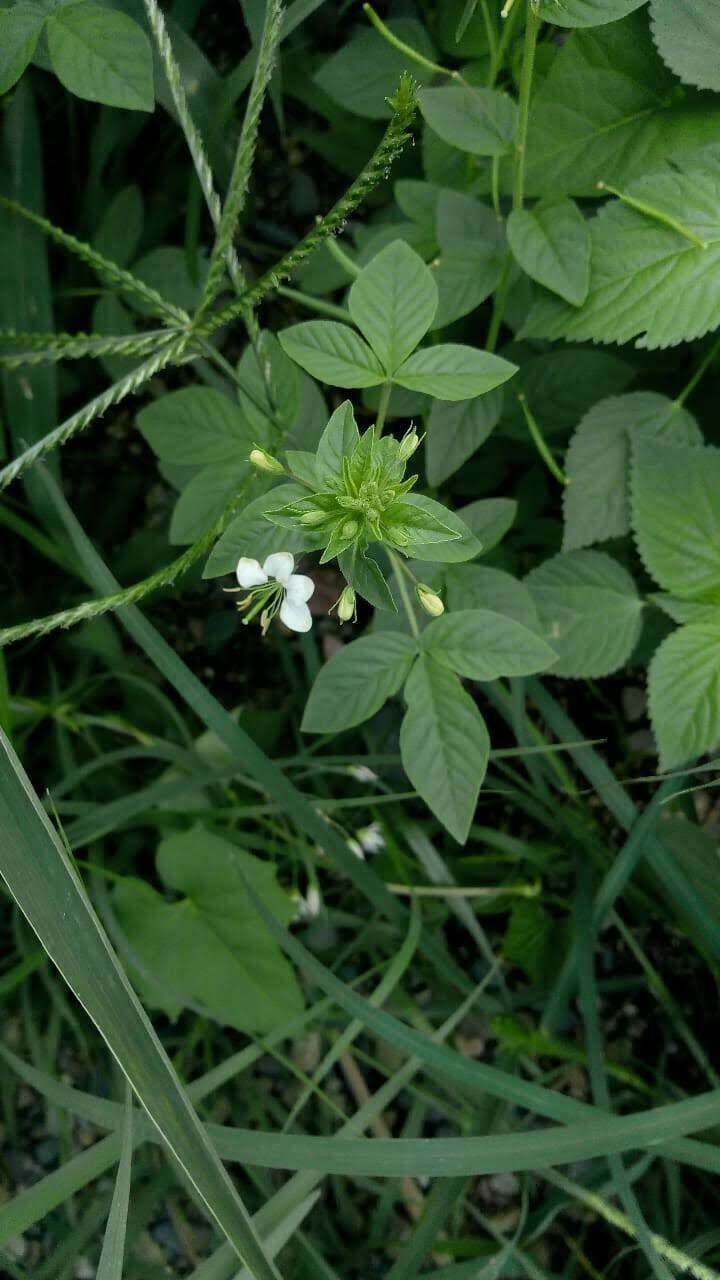 Слика од Hemiscola aculeata (L.) Rafin.