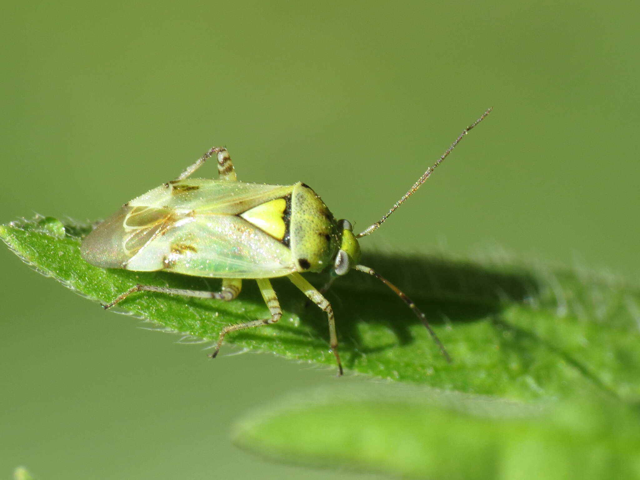 Lygus gemellatus (Herrich-Schaeffer 1835) resmi