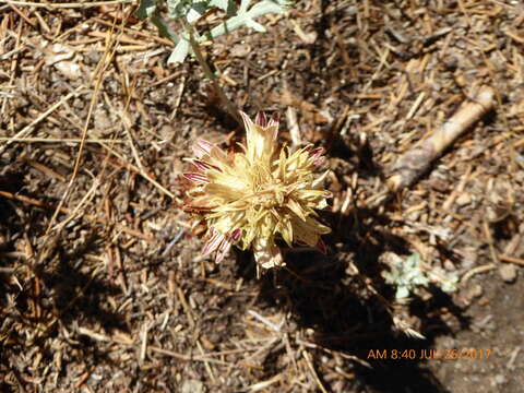 Image of Aphyllon parishii (Jeps.) A. C. Schneid.