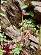 Image de Epilobium hohuanense S. S. Ying