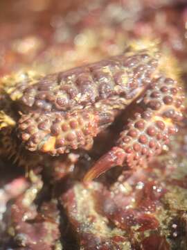 Imagem de Paraxanthias taylori (Stimpson 1861)