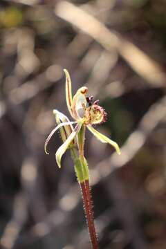 Image of Common dragon orchid