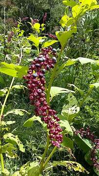 Image of Phytolacca thyrsiflora Fenzl ex J. A. Schmidt