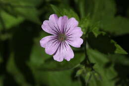 Image of Geranium gracile Ledeb. ex Nordm.