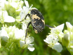 Glycyphana fulvistemma Motschulsky 1858 resmi