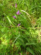 Image of red helleborine