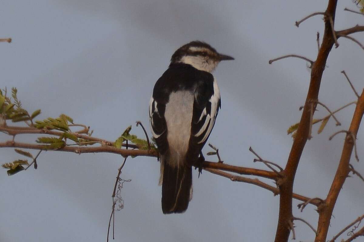 Image of Pied Triller