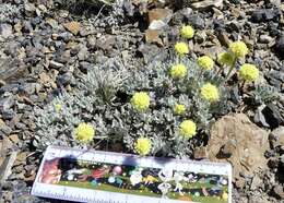 Image of Great Basin Desert buckwheat