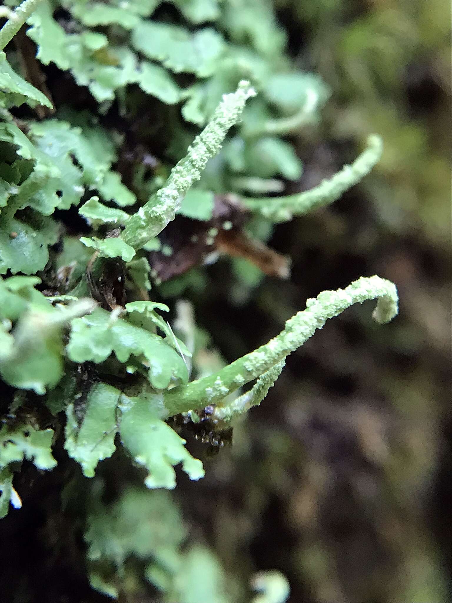 Image de Cladonia ochrochlora Flörke