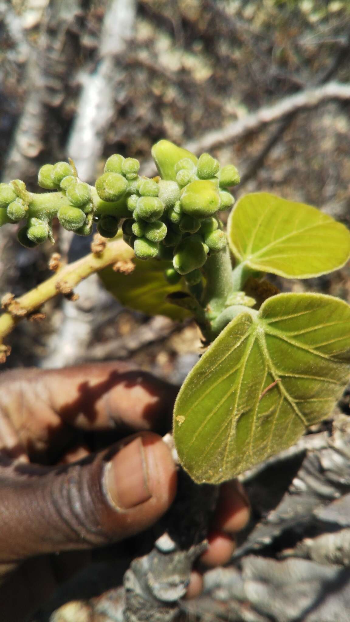 Sivun Omphalea occidentalis Leandri kuva