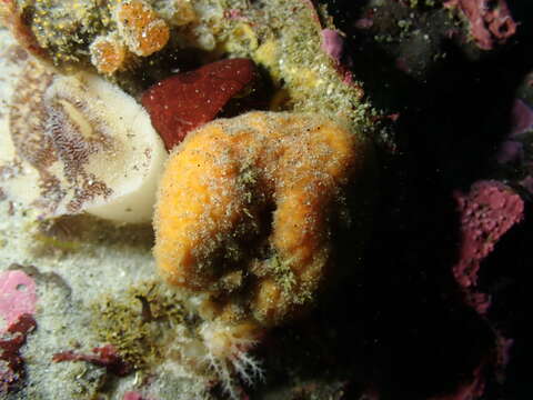 Image of orange rough ball horny sponge