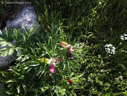 Image of Paeonia peregrina Miller