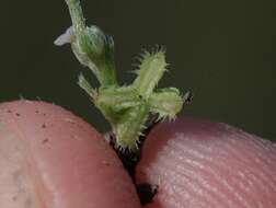 Image of sagebrush combseed