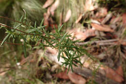 Image of Coronidium waddelliae (J. H. Willis) Paul G. Wilson