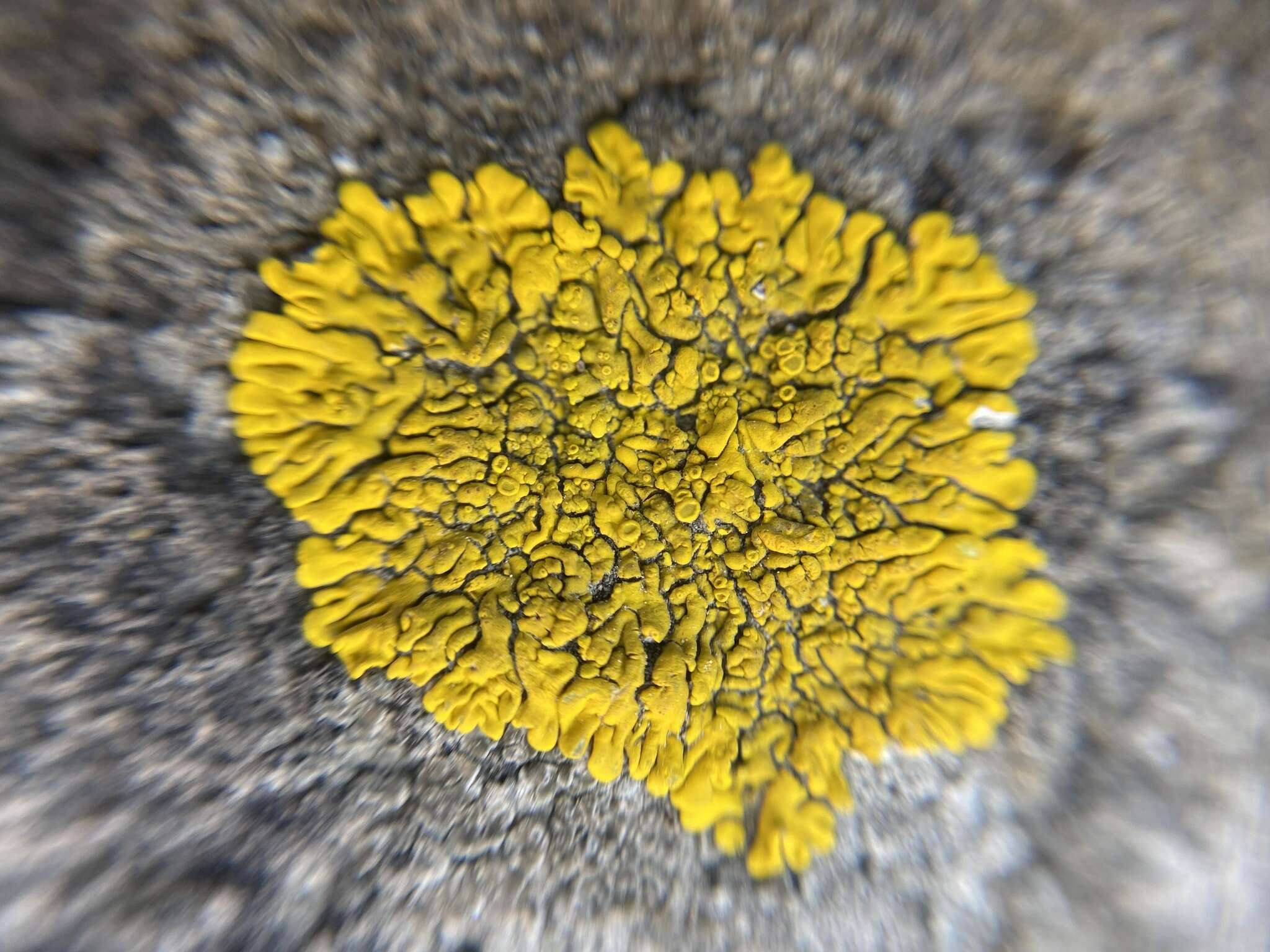 Image of candelina lichen
