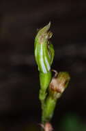 Слика од Pterostylis rubescens (D. L. Jones) G. N. Backh.