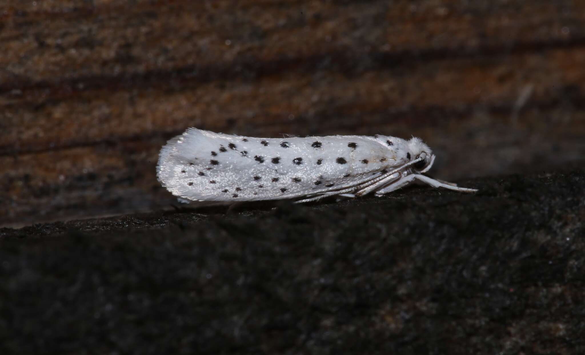 Image of Yponomeuta multipunctella Clemens 1860