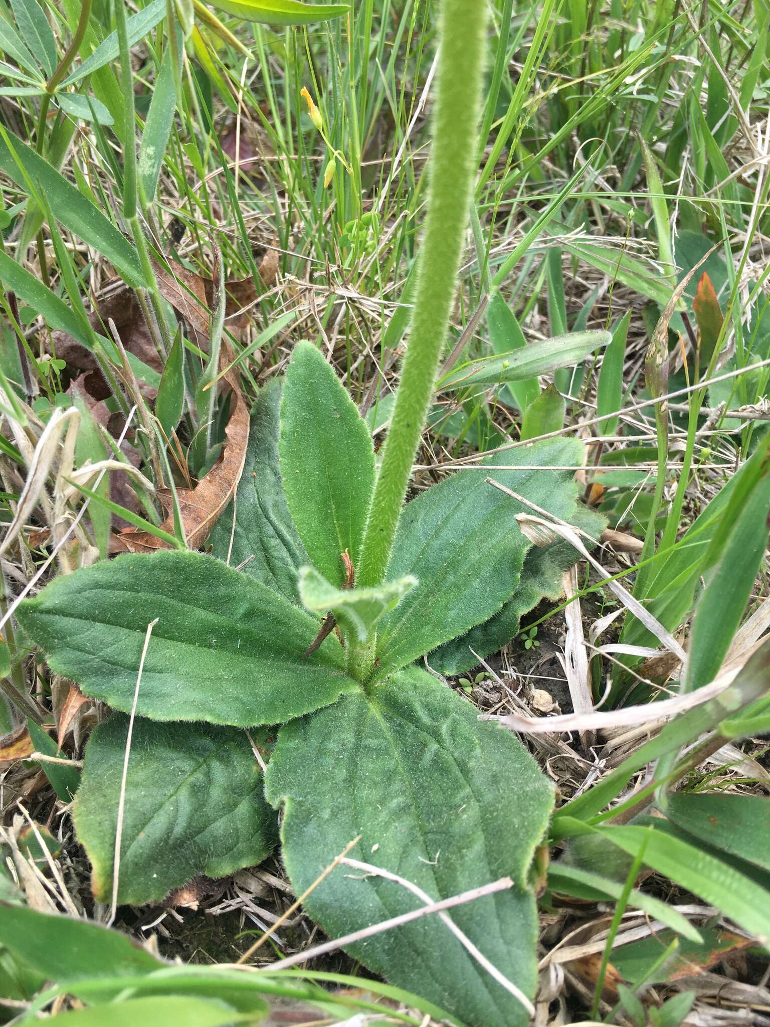 Image of Common Leopardbane