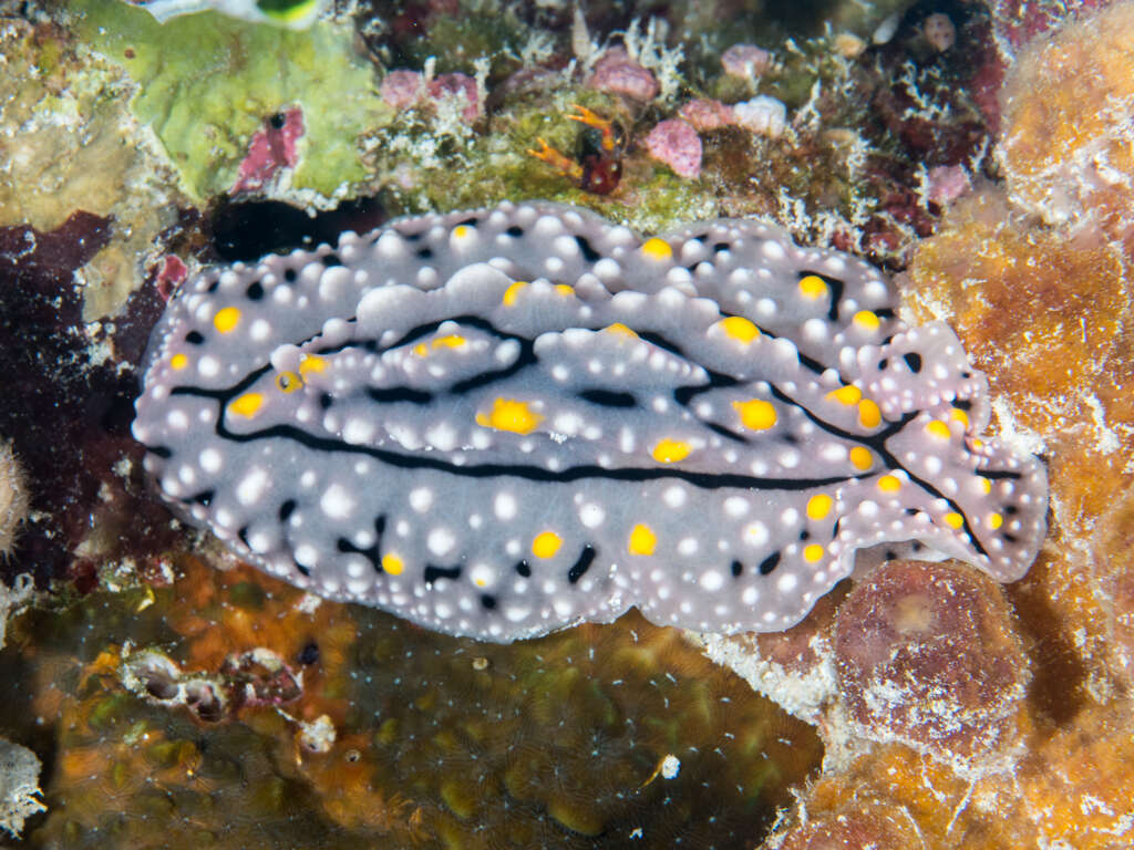 Image of Lumpy black grey orange slug