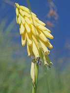 Image of Kniphofia fibrosa Baker