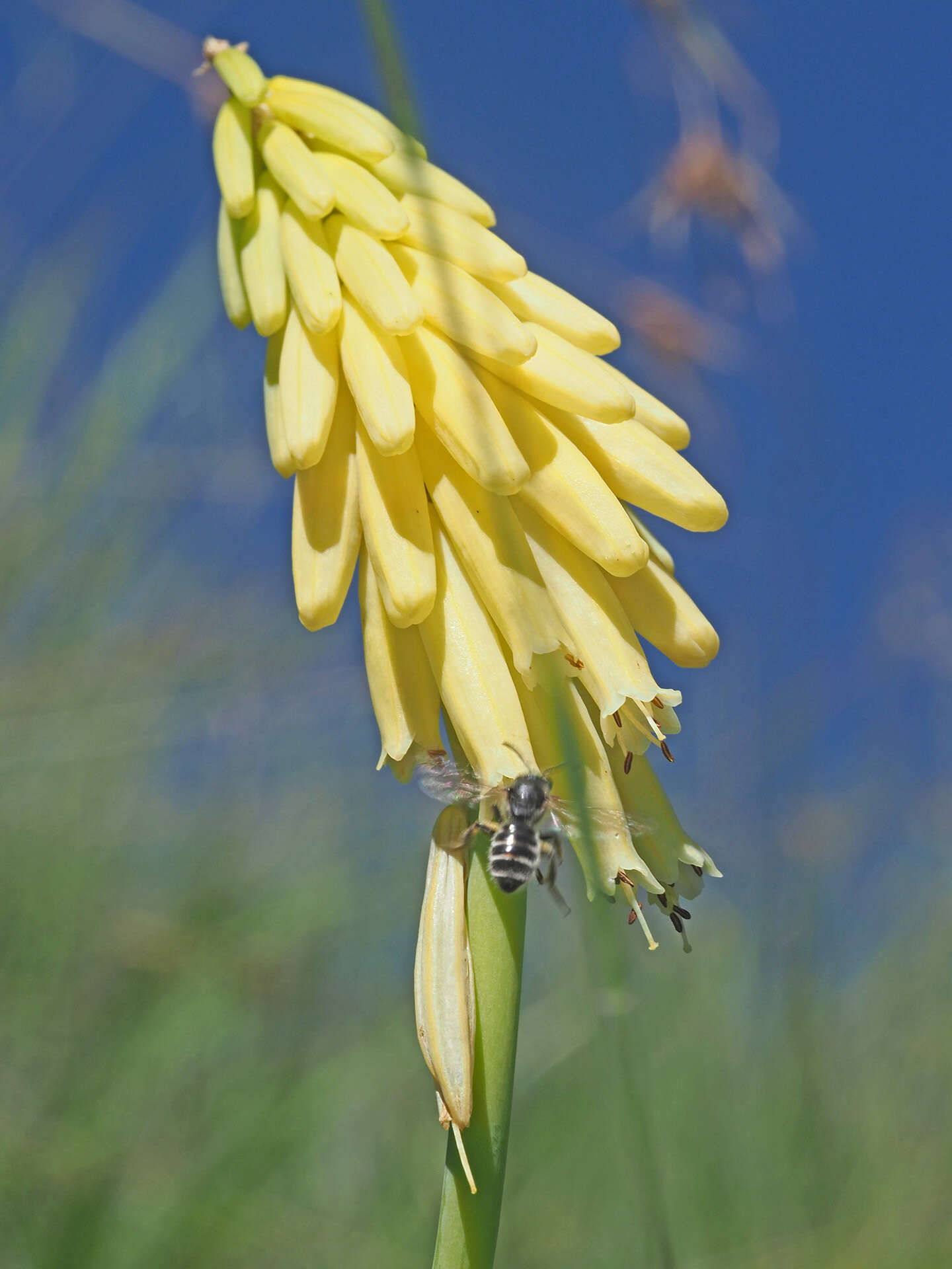 Image of Kniphofia fibrosa Baker