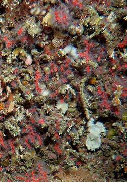 Image of Red coral