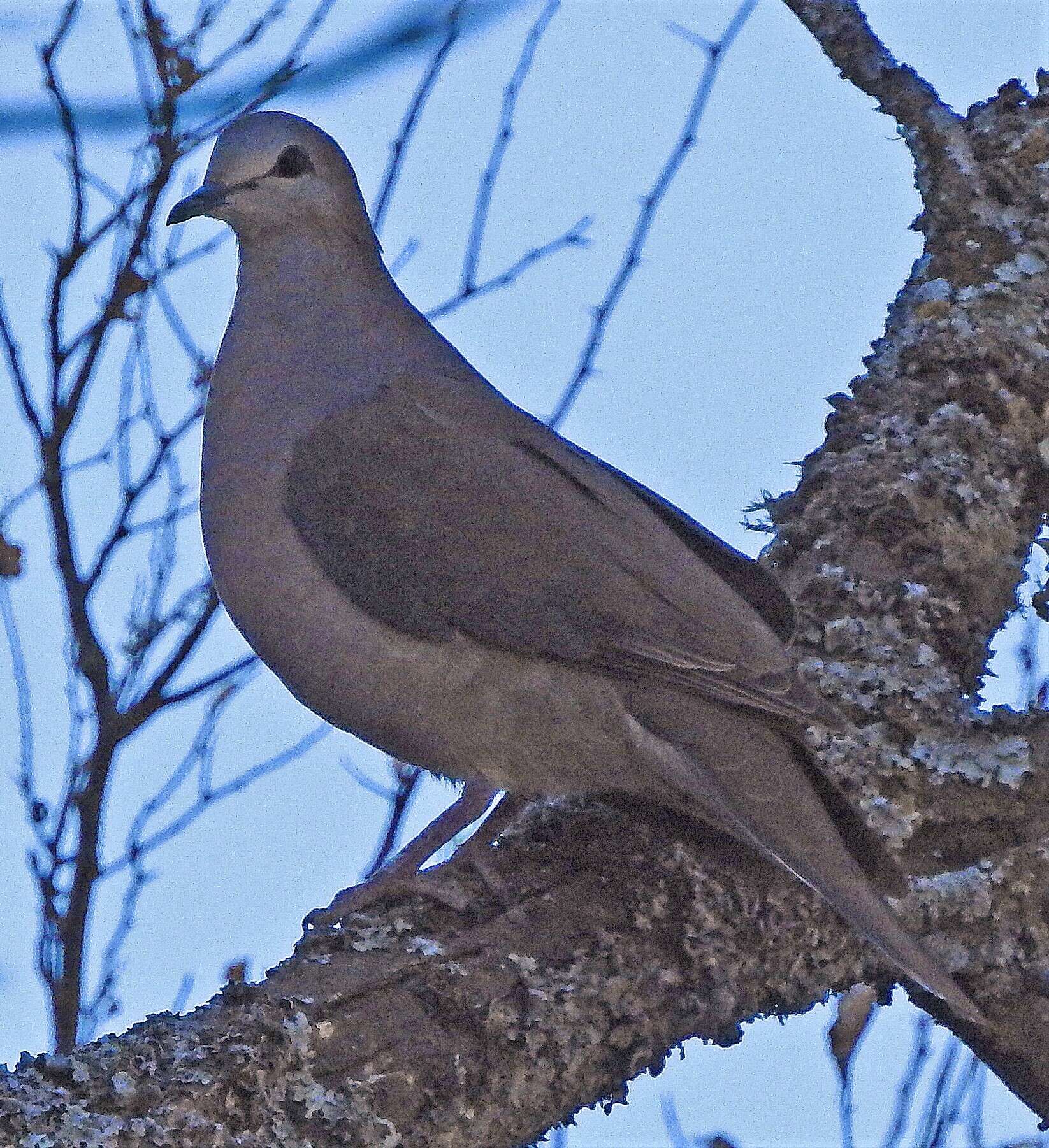 Image of Large-tailed Dove