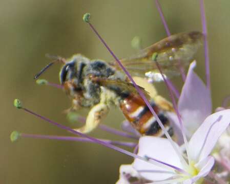 Image of Andrena prunorum prunorum Cockerell 1896