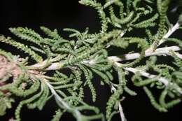 Слика од Achillea cretica L.