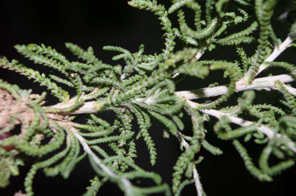 Achillea cretica L.的圖片